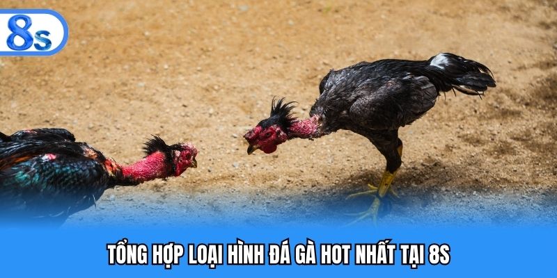 Tổng hợp loại hình đá gà hot nhất tại 8S