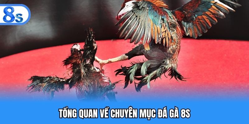Tổng quan về chuyên mục đá gà 8S