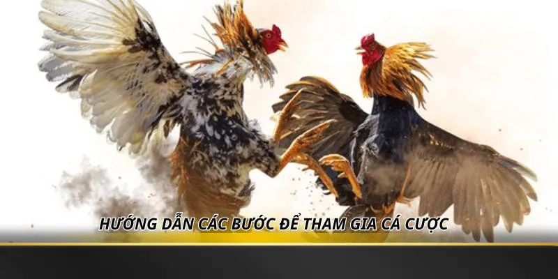 Hướng dẫn các bước để tham gia cá cược